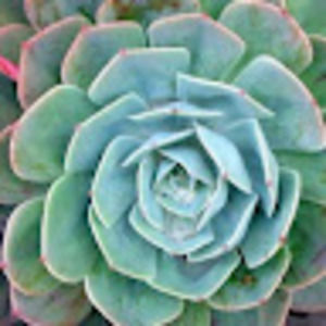 Meet your Posher, Alyse